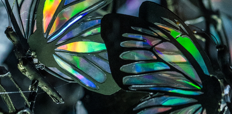 Advise from a butterfly